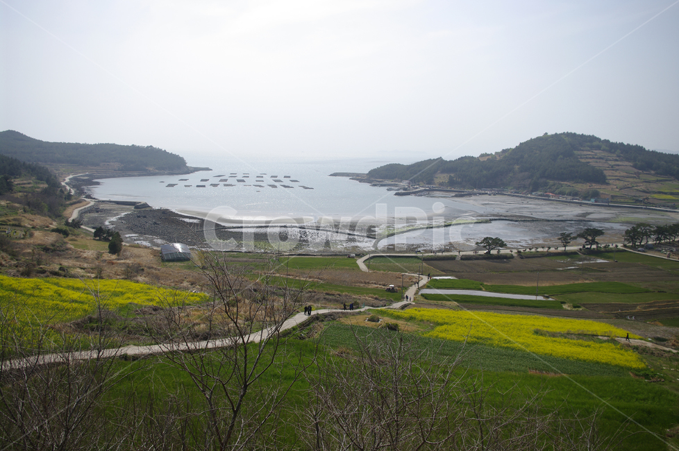 유채꽃,꽃밭,꽃,flower,계절,봄,spring,하늘,구름,마을,산,밭,시골,청산도,바다,풍경,섬,봄,계절,spring,season,시골,마을,풍경,landscape,country,rural,town,nature,자연,scenery,outdoors,옥외,경치,land,땅