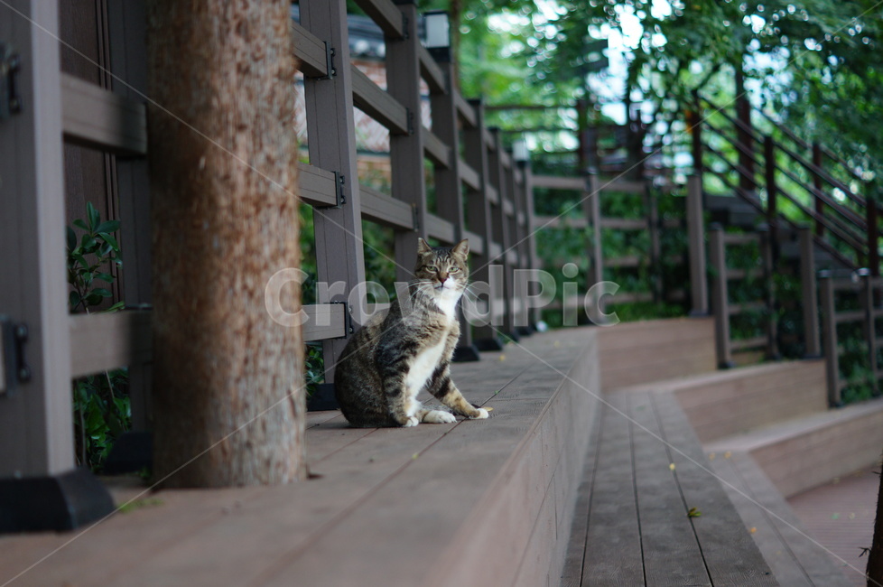 고양이,공원,감성,뚱한표정,동물,동물,animal,포유류,mammal,고양이,cat,kitten,kitty