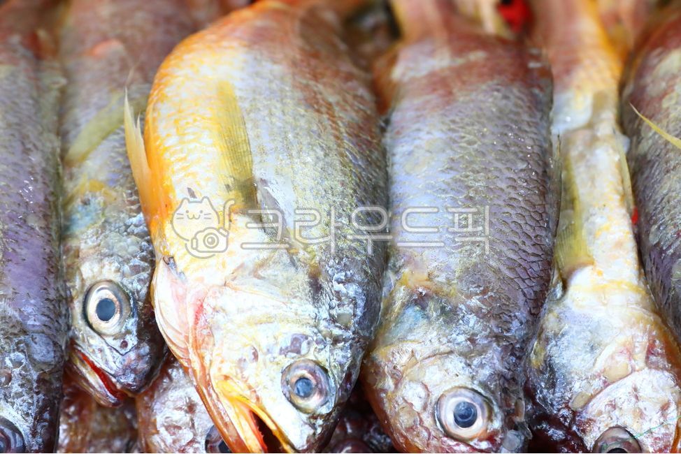 animal, 동물, fish, 물고기, sealife, 사진,이미지,일러스트,캘리그라피 - 일(sun)작가
