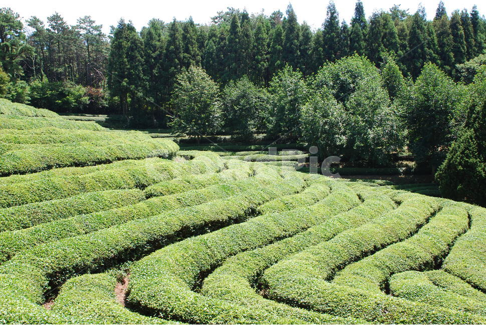 보성,녹차밭,녹차,차밭,자연,자연,풍경,nature,landscape,한국자연풍경,한국자연경관,korea nature landscape