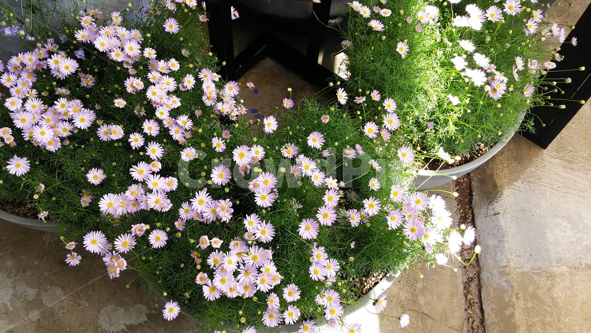 꽃,식물,자연,분홍꽃,flower,식물,자연,plants,nature,꽃,flower