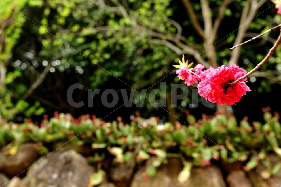 담벼락,봄,꽃,산사,돌담,식물,자연,plants,nature,꽃,flower