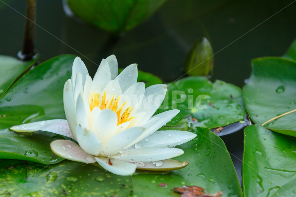 연꽃,비,꽃,여름,불교,호수,꽃잎,식물,자연,plants,nature,꽃,flower