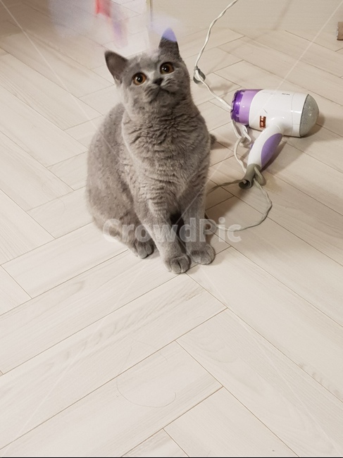 고양이,동물,브리티쉬숏헤어,cat,kitten,britishshorthair