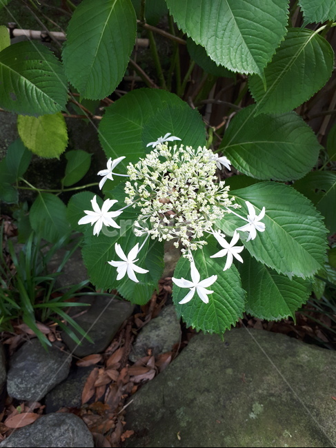 자연,꽃,고화질,flower,はな