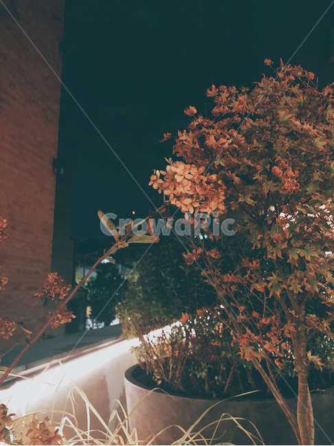 leaf,나무,식물,꽃,착시