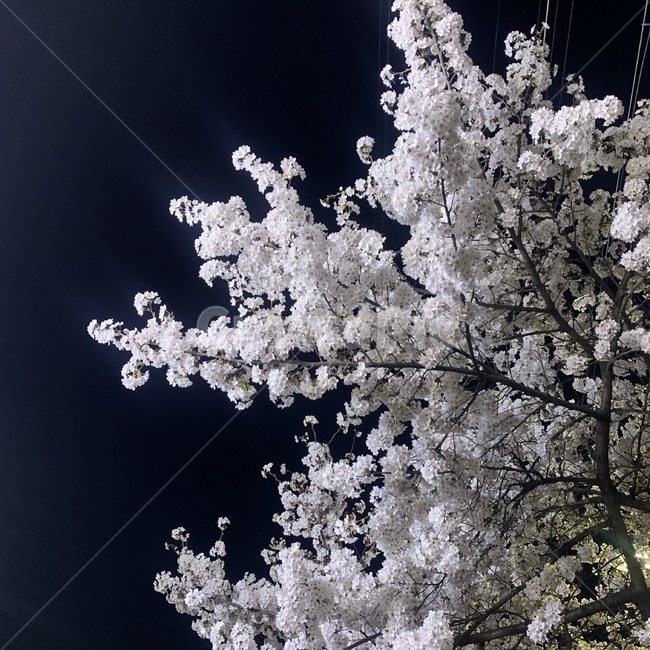 blossom,꽃,flower,벚꽃,밤벚꽃,cherryblossom