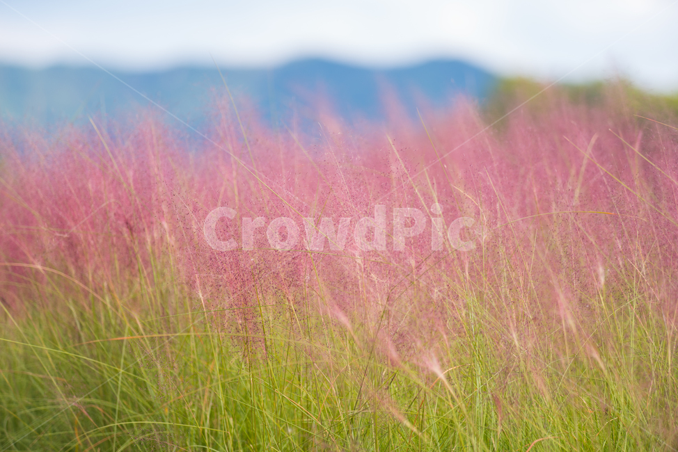 꽃,꽃밭,자연,풍경,식물,들,flower,식물,자연,plants,nature,꽃,flower