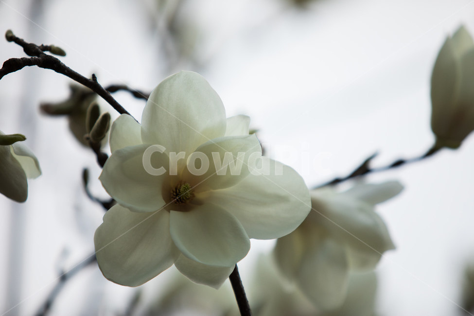 봄,목련,꽃,나무,자연,봄,계절,spring,season,식물,자연,plants,nature,꽃,flower,plant,geranium,제라늄,blossom