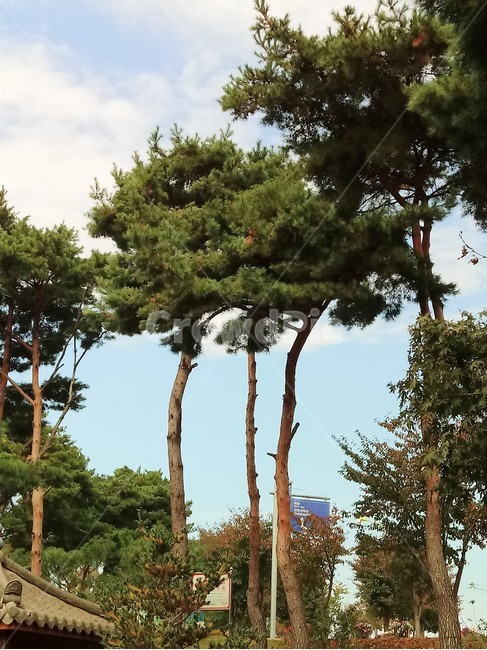 tree,소나무,나무,상록교목,솔나무,송목,적송,육송,송유송,여송,자송,청송,식물,plant