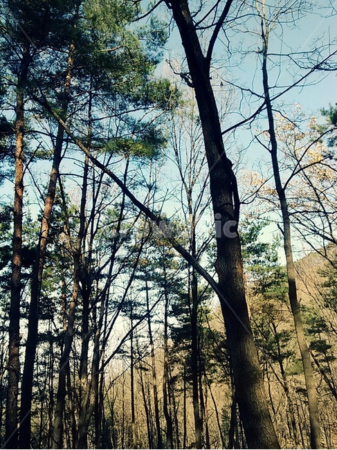 솔잎,가을,가을산,산,솔나무,자연,풍경,nature,landscape,tree,나무,plant,식물,tree trunk,나무 줄기,vegetation,초목