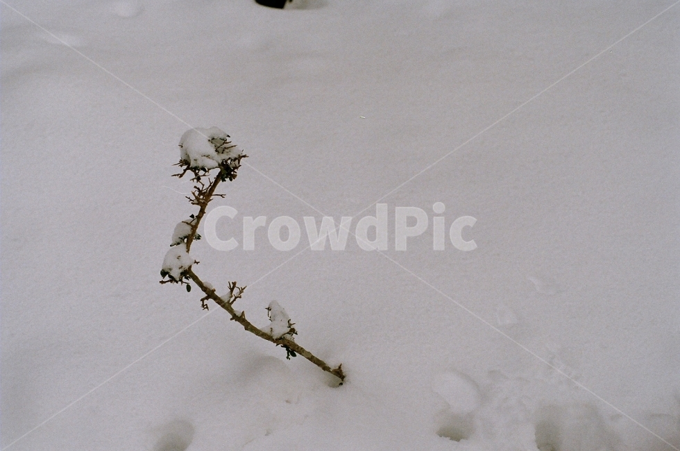 필름사진,제주도,한라산,눈,겨울,겨울,계절,winter,season,식물,자연,plants,nature