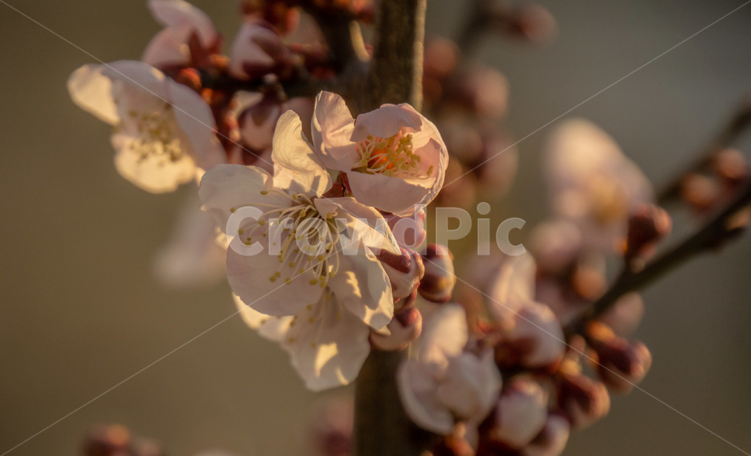 꽃,매화꽃,봄꽃,봄,계절,나무,식물,자연,plants,nature,꽃,flower