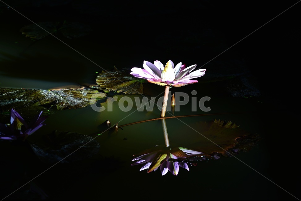 plant,식물,blossom,flower,꽃,수련,연꽃,반영,야화,연못,연잎