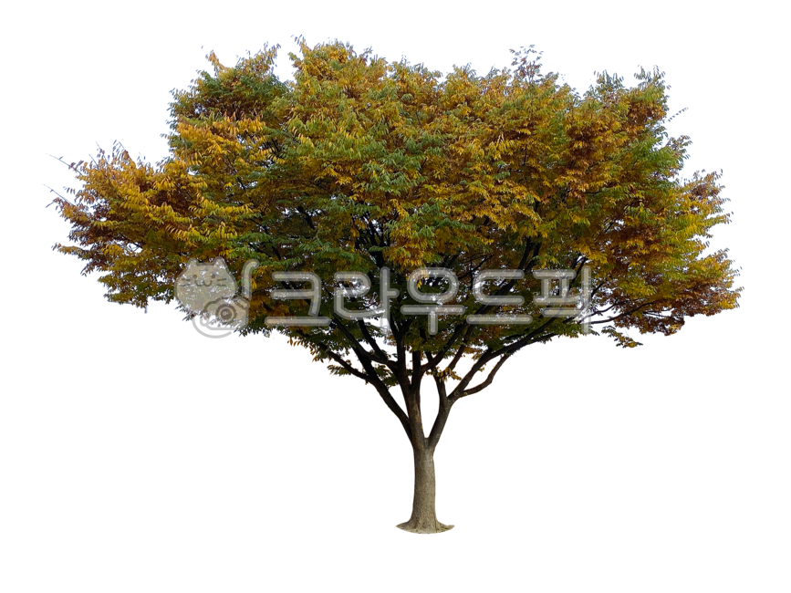 나무,누끼,png,배경,투명배경,가로수,녹지대,격리,분리,가지,나뭇가지,나무가지,식물,식물학,목재,숲,잎,나뭇잎,잎사귀,줄기,나무줄기,야외,바깥,실외,옥외,녹색,초록색,자연,환경,삼림,산림,정원,공원,마당,tree,isolated,background,transparentbackground,avenue,greenbelt,isolation,separation,branches,twigs,treebranches,plants,botany,wood,leaves,stems,treetrunks,outdoor,outside,outdoors,green,wallpaper,wallpapers,nature,environment,forest,garden,park,yard