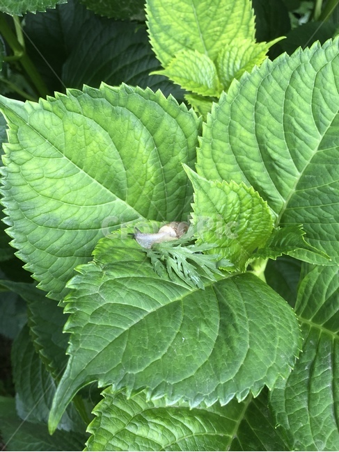 달팽이,잎파리,깻잎,자연,녹색,식물,자연,plants,nature