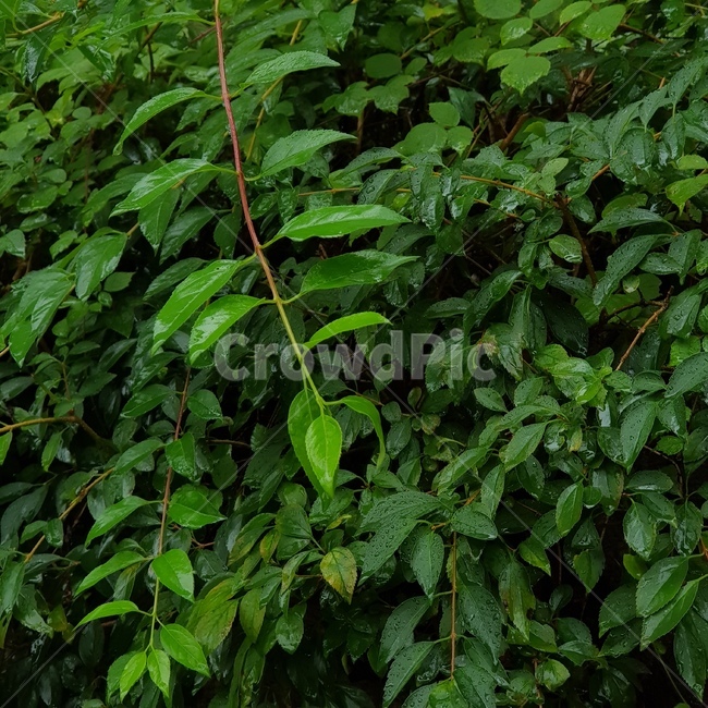 plant,식물,leaf,잎,여름,장마,rain,숲,비오는날,식물,자연,plants,nature