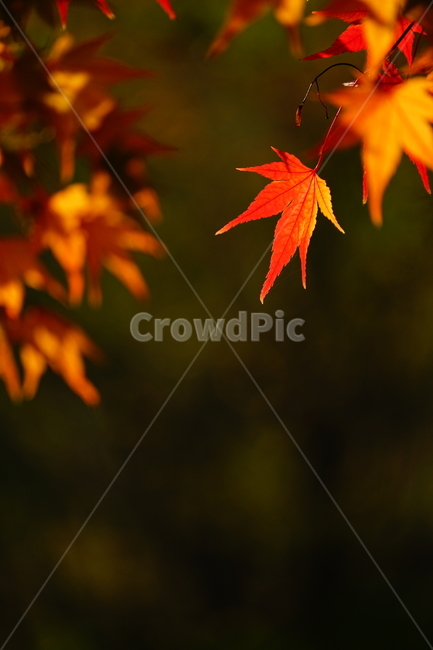 plant,식물,leaf,잎,tree,나무,단풍,가을,홍단,가을,계절,fall,autumn,season