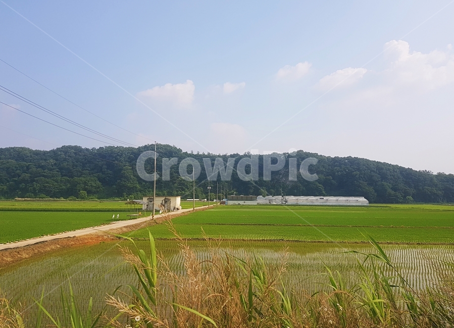 한국,시골,자연,풍경,배경