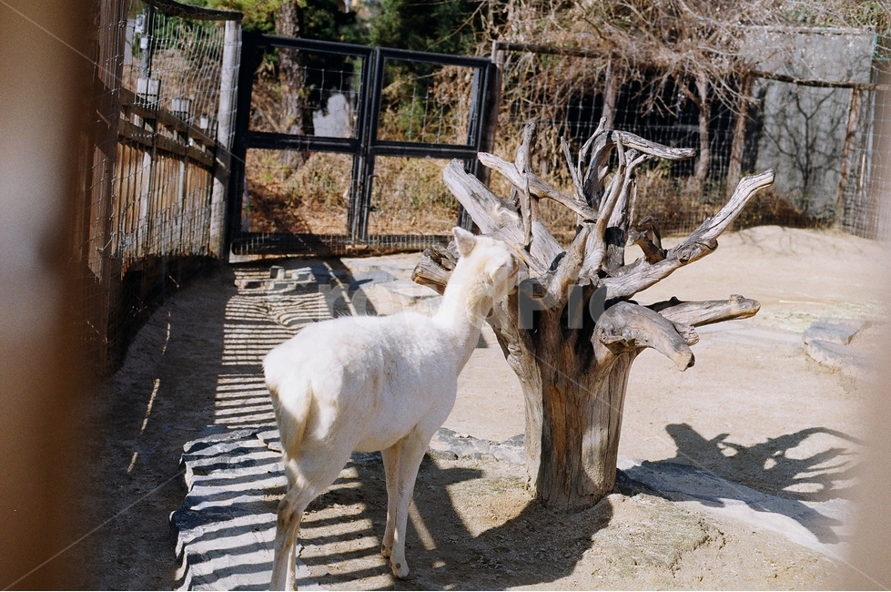 염소,사슴,동물,동물원,초식동물,어린이대공원,animal,zoo,동물,animal,포유류,mammal