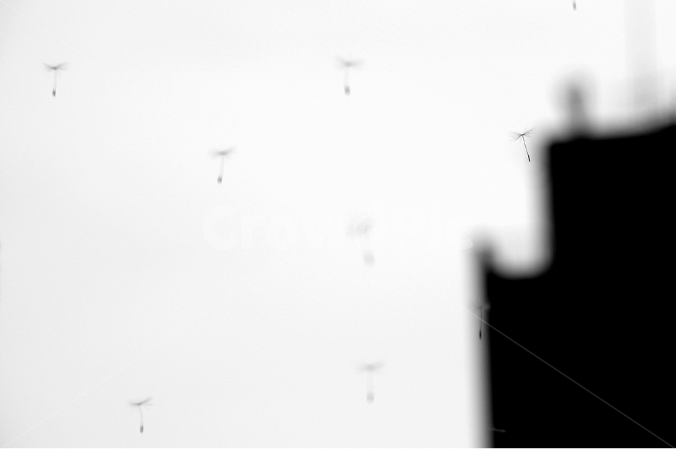 민들레홀씨,민들레,홀씨,봄꽃,씨앗,식물,자연,plants,nature,꽃,flower,감성,sensible,feeling,흑백,모노톤,monochrome,black and white