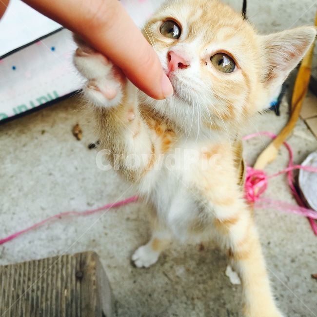 고양이,cat,애완동물,반려묘,animal,반려동물,교감
