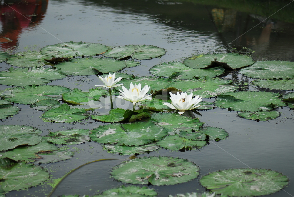 꽃,연꽃,관곡지,불교,여름,식물,자연,plants,nature,꽃,flower
