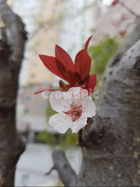 봄꽃,봄,벗꽃,식물,벗나무,식물,자연,plants,nature,꽃,flower