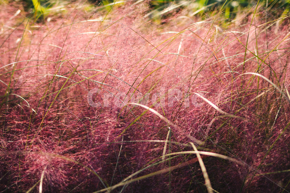 핑크뮬리,뮬리,가을식물,가을풍경,가을,분홍식물,fall,autumn,pink,자연,landscape,nature,강변풍경,강변식물,안양천,가을,계절,fall,autumn,season,식물,자연,plants,nature