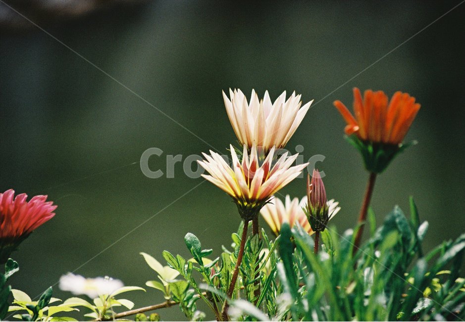 꽃,필름사진,filmphoto,감성,필카감성,일상,햇살,노을,아날로그,연꽃,식물,자연,plants,nature,꽃,flower,감성,sensible,feeling
