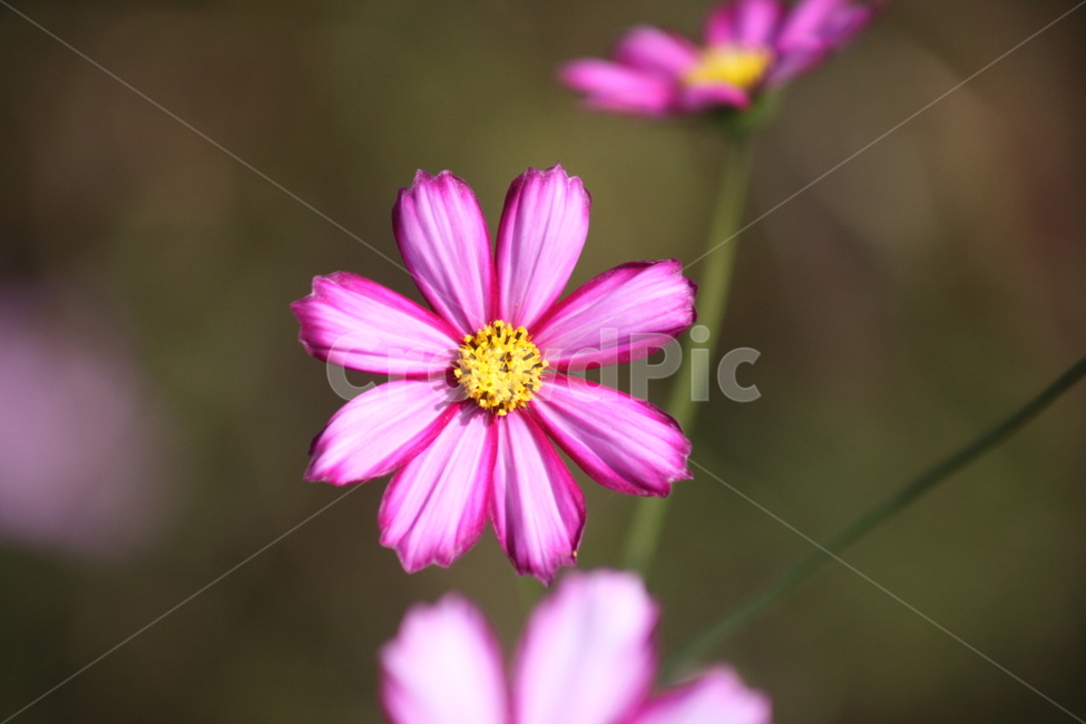 코스모스,꽃,cosmos,blossom,flower,가을,계절,fall,autumn,season,식물,자연,plants,nature,꽃,flower,plant,daisy,데이지,daisies