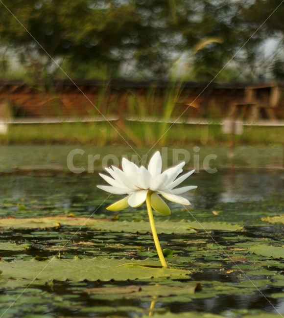 수련,꽃,연꽃,빅토리아,연못,물,자연,생태,식물,자연,plants,nature,꽃,flower