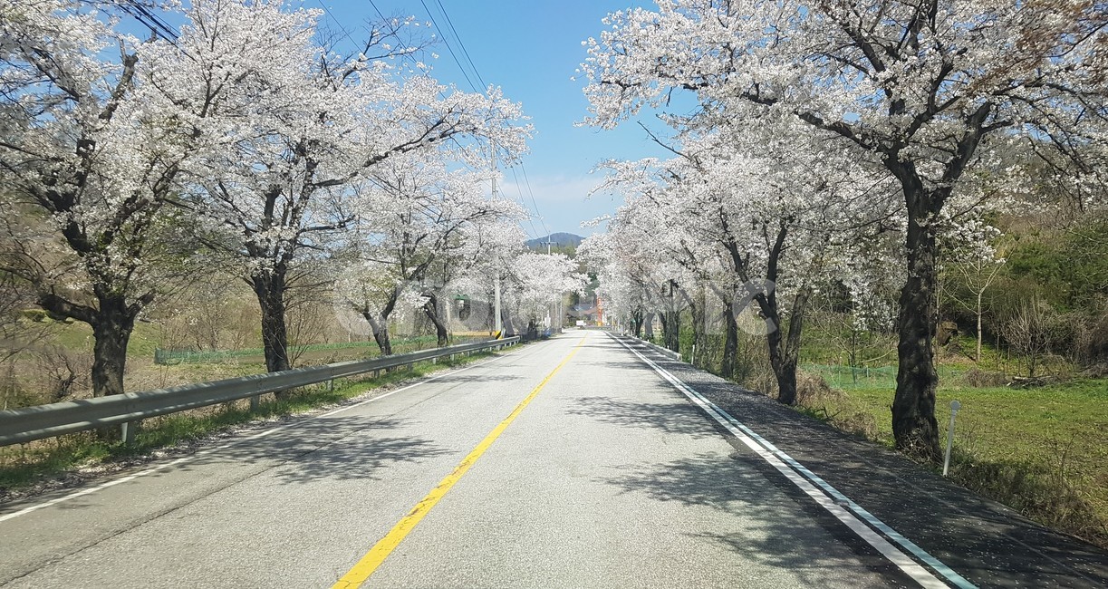 벚꽃,벚꽃길,하늘,봄,찾길