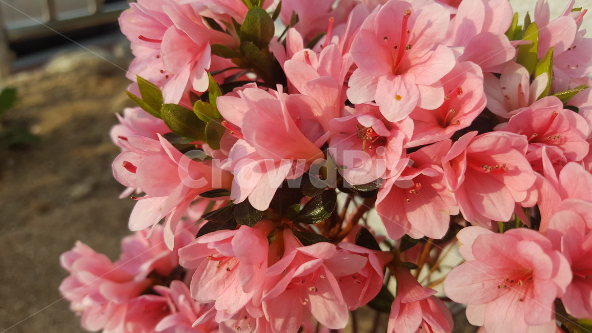 꽃,식물,근접,봄,flower