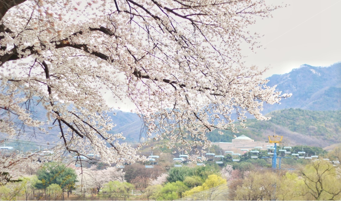 벚꽃,케이블카,봄,풍경,산,봄,계절,spring,season,자연,풍경,nature,landscape,식물,plants,꽃,flower,plant