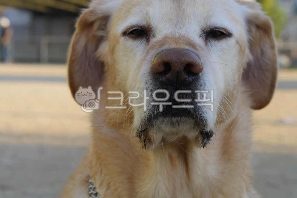 시무룩표정,삐짐,기분나쁨,흥미없음,레브라도,레브라도리트리버,골들리트리버,강아지,dog,개,애완동물,반려견,반려견표정,강아지표정,댕댕이표정,지루한표정,유머,웃긴