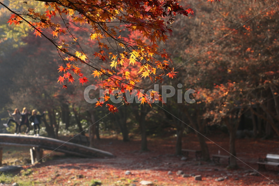 단풍,가을,나무,자연,낙엽,plant,leaf,잎,tree,maple,야외,산,다리,인물,풍경,오후,빛,outdoors,natural,nature,가을,계절,fall,autumn,season,자연,풍경,nature,landscape,식물