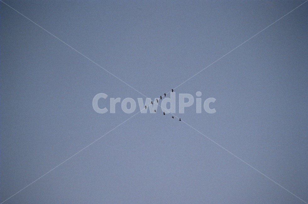 필름,필름사진,소풍,감성,감성사진,심미적,아름다움,실루엣,animal,동물,bird,새,flying,나는,철새