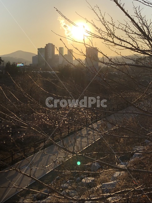 자연,풍경,나무,환경,야경,light,빛,flare,플레어