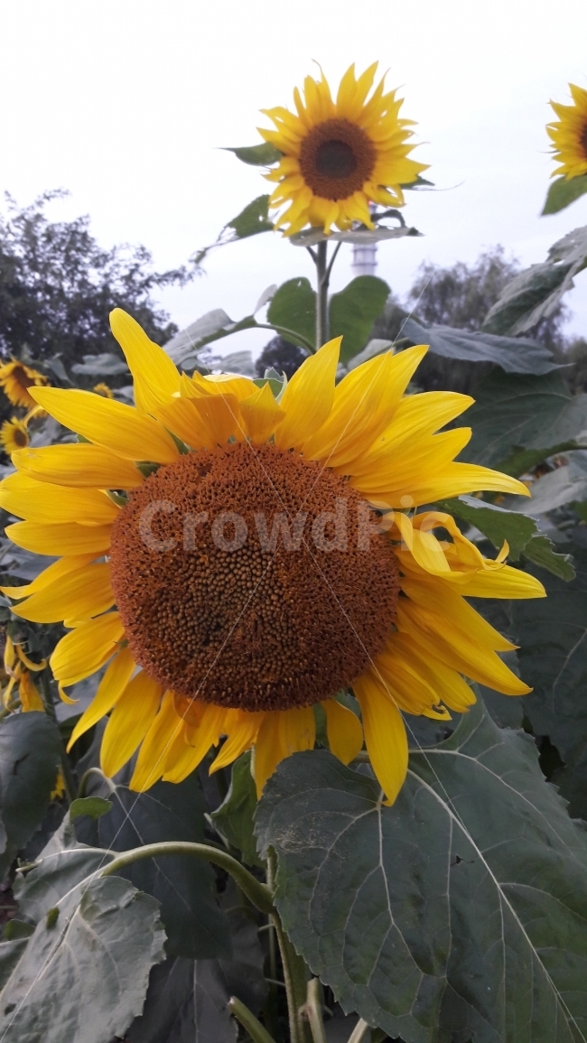 하늘공원,해바라기,꽃,썬플라워,숭배,식물,자연,plants,nature,꽃,flower