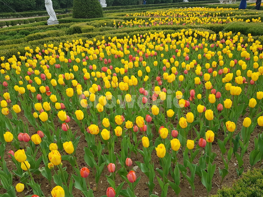 튤립,화단,꽃,blossom,flower,식물