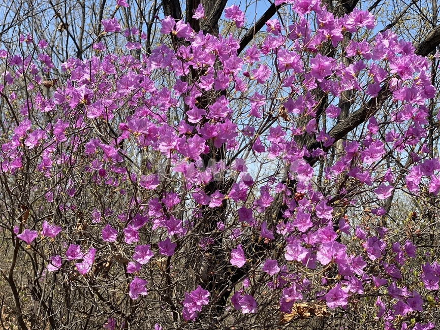 꽃,진달래꽃,봄,진달래,핑크,분홍꽃,봄꽃,이른봄,식물,blossom,flower,plant
