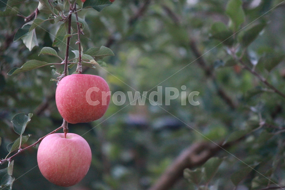 사과,과일,가을,수확,나무,식물,음식,부사,과수원,사과나무,food,아웃포커싱,apple,plant,과일,열매,fruit