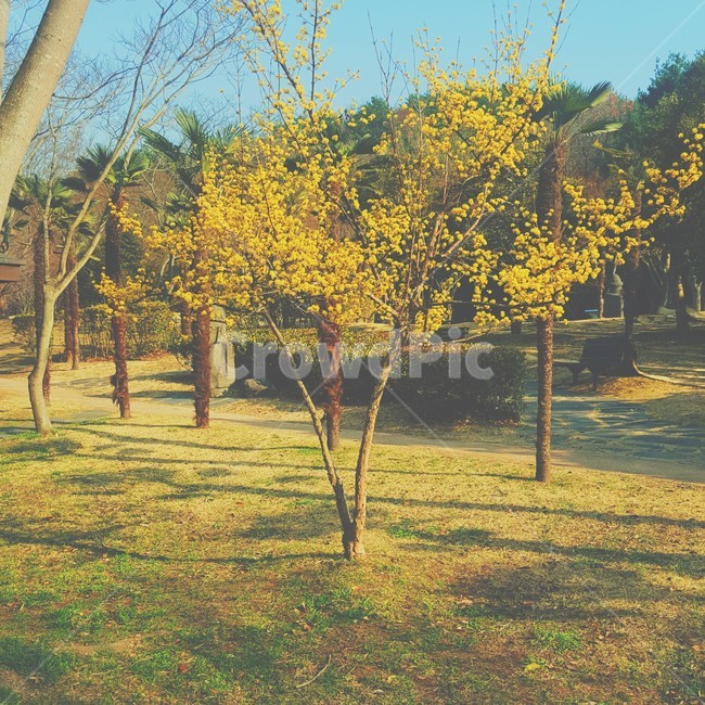 plant,식물,봄날,treetrunk,tree,나무,나무줄기,공원,오후,산책,울산,대공원,울산대공원,자연,풀,햇살,따뜻,봄,Ulsan,park,lake,nature,Ulsangrandpark