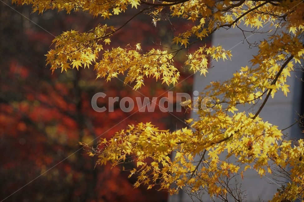 가을,단풍잎,나무,자연,계절,풍경,낙엽,nature,autumn,season,물,fall,감성,서정,노란색,yellow,가을,계절,fall,autumn,season,plant,식물,leaf,잎,tree,maple,단풍