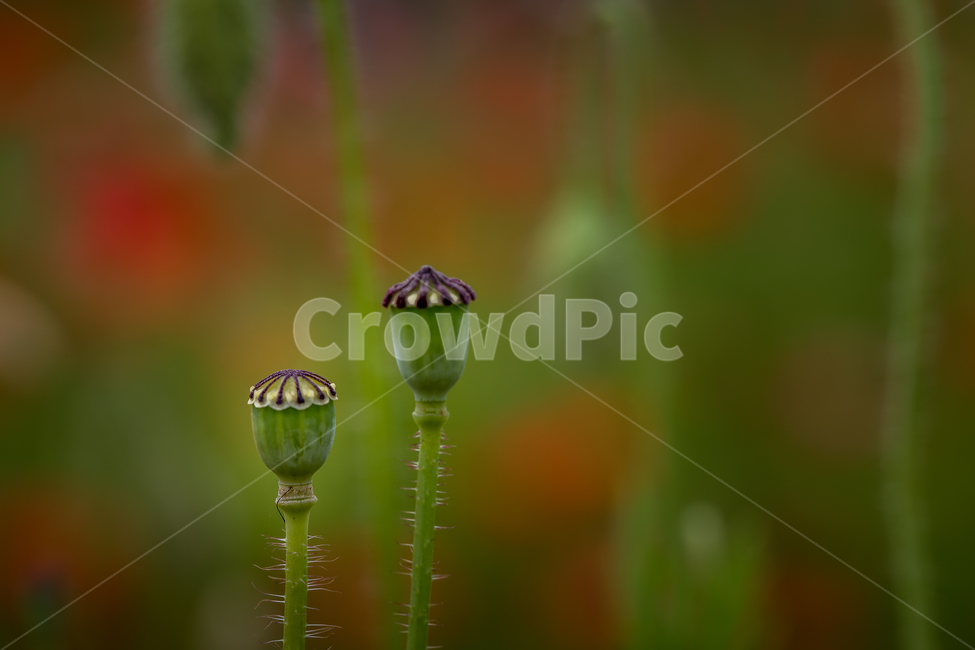 자연,꽃,양귀비,꽃양귀비,물의정원,접사,마크로,꽃잎,식물,nature,plant,macro,식물,자연,plants,nature