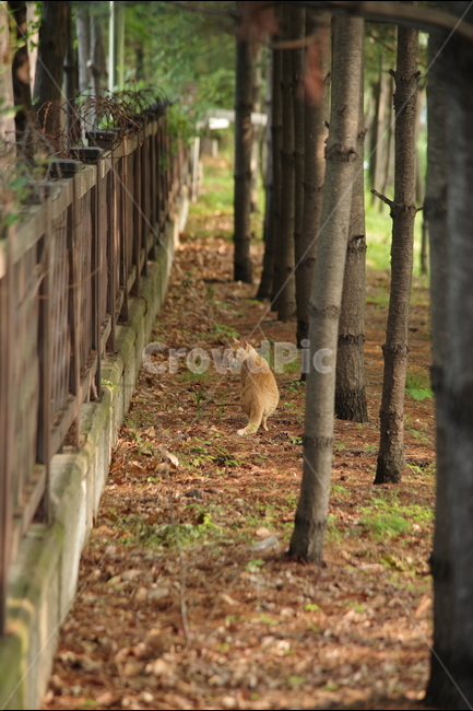 고양이,길냥이,동물,스냅,길거리,냥이,cat,animal,photography,photo,줄무늬,태비,배경사진,코숏,코리안숏헤어,동물,animal,포유류,mammal,고양이,cat,kitten,kitty