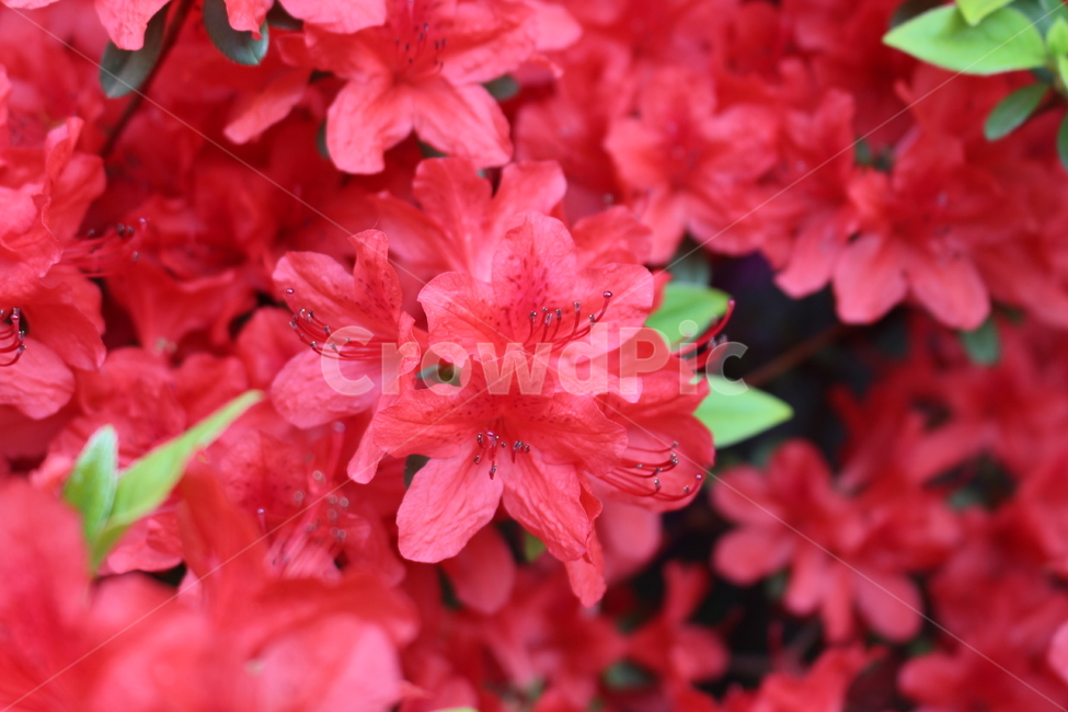 꽃,봄,붉은색,꽃잎,녹색,식물,자연,야외,봄,계절,spring,season,식물,자연,plants,nature,꽃,flower,geranium,제라늄,plant,blossom