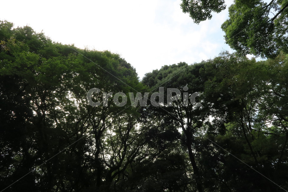 풍경,landscape,하늘,감성,나무,숲