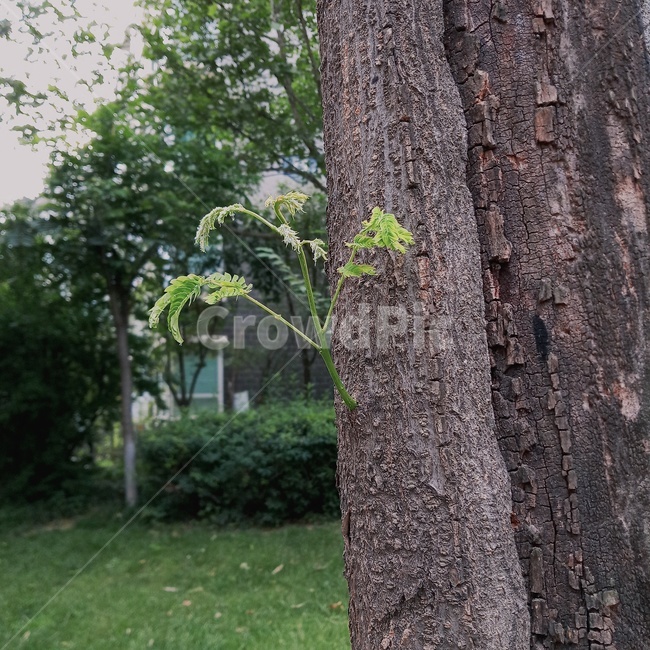 나무,자연,nature,feeling,힐링,초록,풍경,새생명